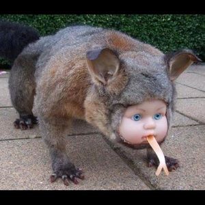 Meet your Posher, Ophelia